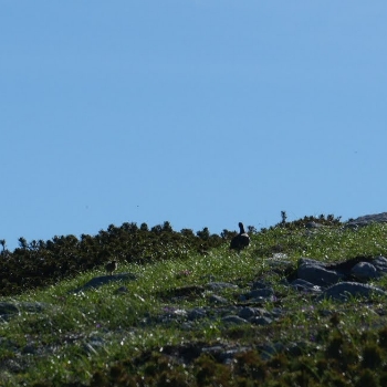 木曽駒ケ岳にいる雷鳥の親子
